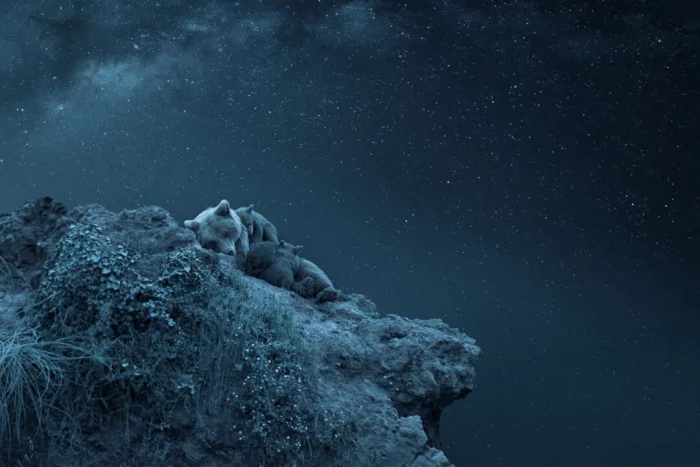 Исключительно красивый снимок спящей под звёздами медведицы с детёнышами победил на конкурсе Siena Awards