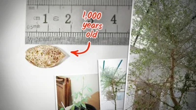 Учёные прорастили 1000-летнее семя, найденное в пещере в Израиле