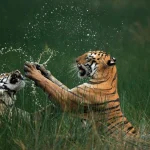 Лучшие снимки конкурса Nature’s Best Photography International Awards — 2024