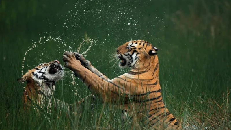 Победившее фото. «Бенгальские тигры, статус в Красной книге МСОП: Тигровый заповедник Тадоба Андхари, Махараштра, Индия», Мангеш Ратнакар Десаи (©Mangesh Ratnakar Desai/Courtesy of Nature’s Best Photography) | Epoch Times Россия
