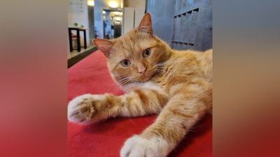 В музей Анны Ахматовой приняли нового смотрителя — кота по кличке  Фрост