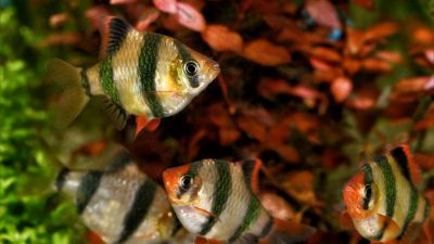 В Пскове из аквариумных рыбок производили «крабовые палочки»