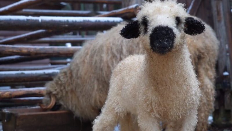 В зоосаде Великого Устюга у валлийских овец родился ягнёнок (Скриншот видео/t.me/zoosaddm/296) | Epoch Times Россия