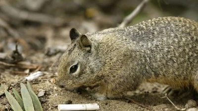 Учёные обнаружили, что примерно 42% калифорнийских сусликов стали плотоядными
