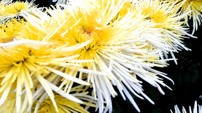 (Фото: Алла Богданова)