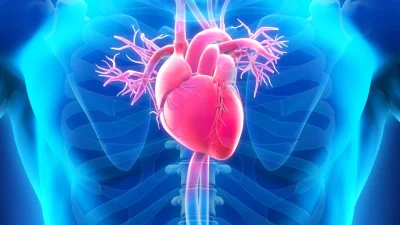 Больное сердце всё ещё может исцелиться: исследование