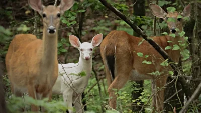 «Чудесный» белый олень замечен на территории зоопарка Северной Каролины