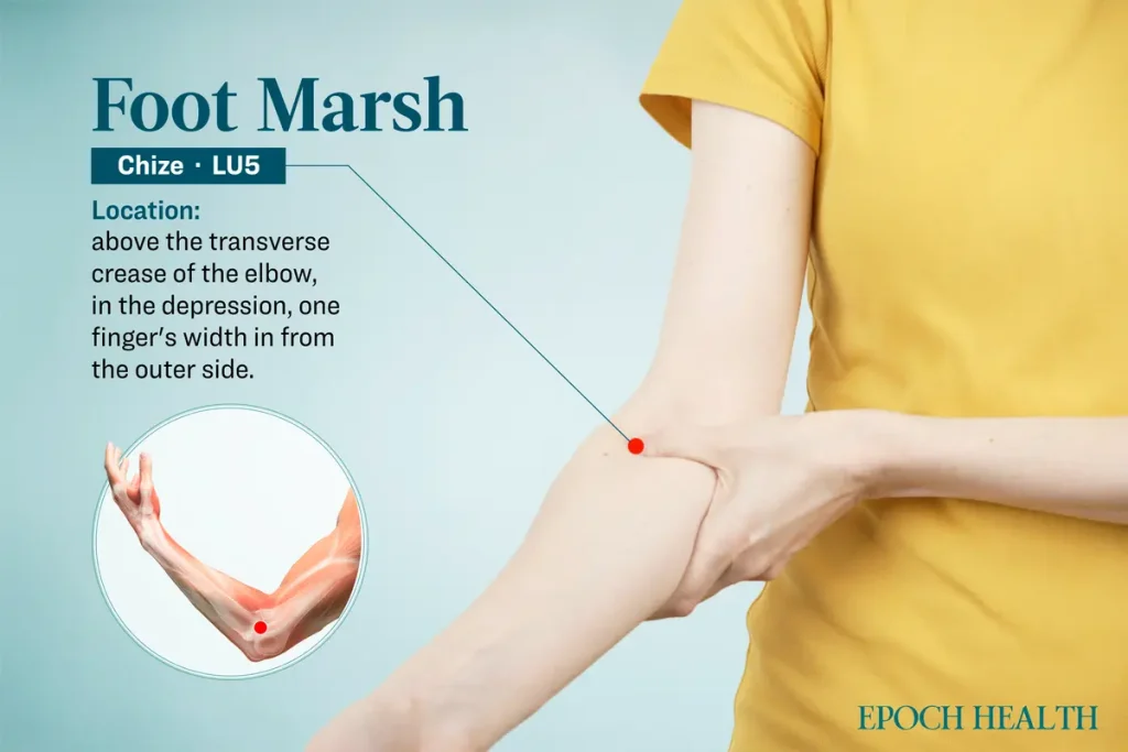 Расположение акупунктуры Чицзе. (The Epoch Times) Природные способы повышения артериального давления