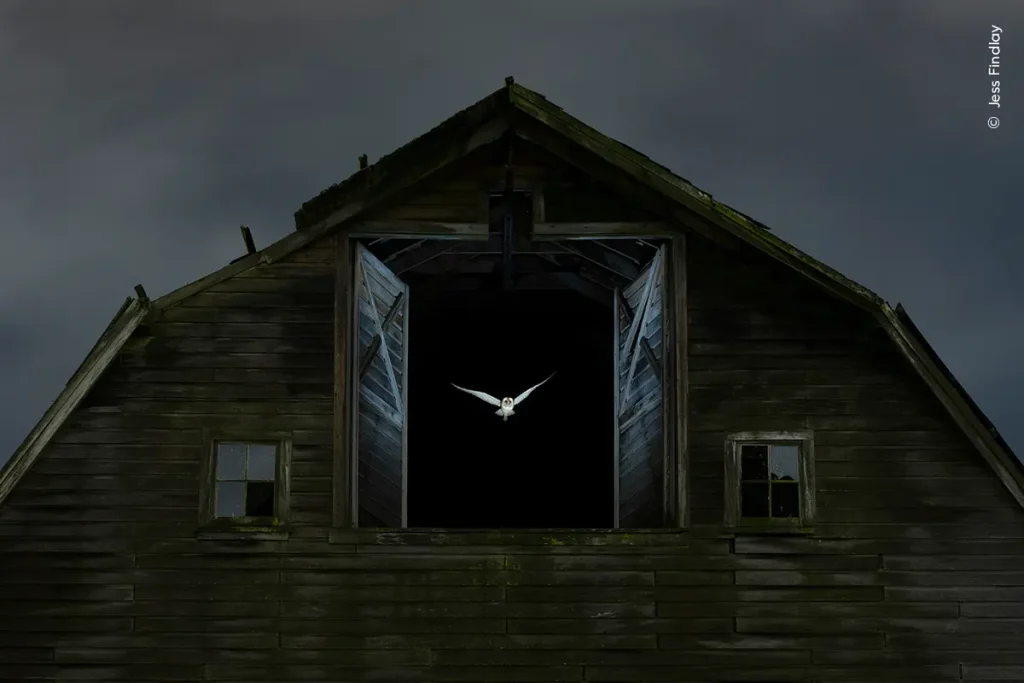 Лучшие фотографии дикой природы года по версии People’s Choice Award