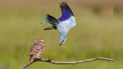 Лучшие фотографии дикой природы года по версии People’s Choice Award