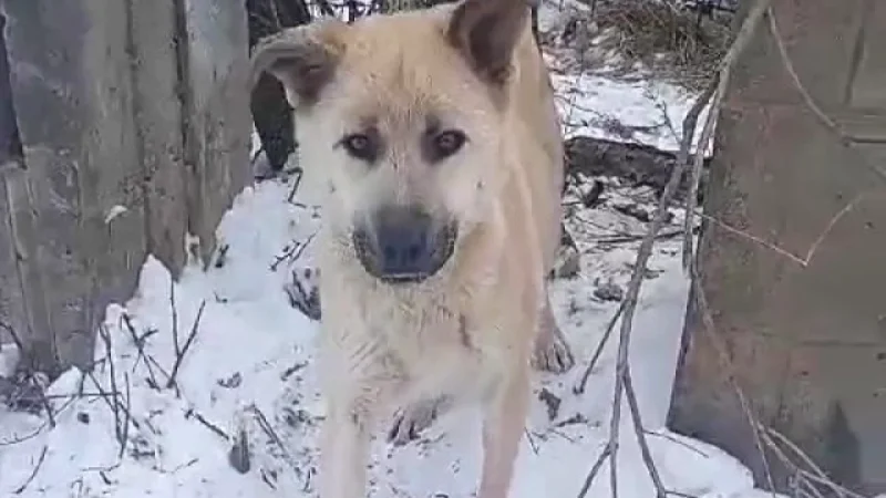 (Telegram-канал Newsbox24.tv) | Epoch Times Россия