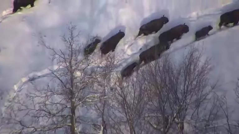 (Скриншот видео//t.me/radiyhabirov/9304)