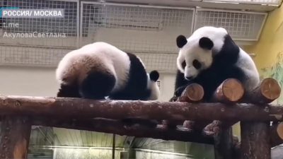 Панда Катюша: Ну что, мам, ещё по оливьешечке?