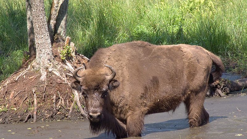   Зубр в Беловежской пуще.    (Лайт/wikipedia.org/CC BY-SA 3.0) | Epoch Times Россия