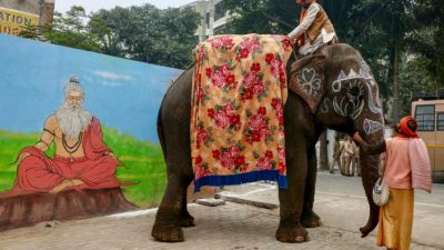 От разъярённого слона на фестивале в Индии пострадали 17 человек (видео)