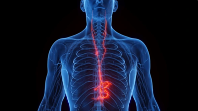 Как блуждающий нерв контролирует здоровье основных органов