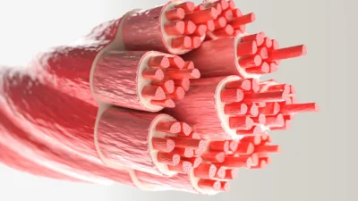 Жир в мышцах более опасен для сердца, чем общий вес тела