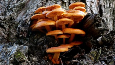 Как и где можно собирать зимние грибы