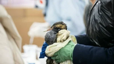 На побережье Кубани от мазута спасли более 2,5 тысячи птиц