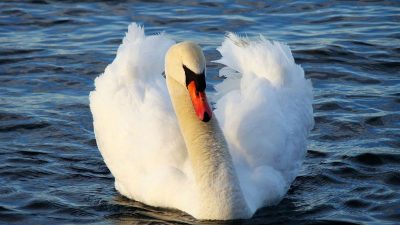 Спасённый от мазута лебедь трогательно поблагодарил девушку (видео)