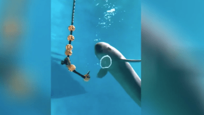 Подводный кальян демонстрирует дельфин в японском зоопарке (видео)