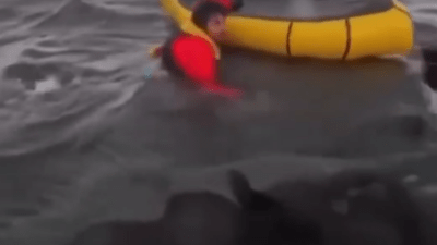 В Чили мужчина побывал в глотке кита и остался жив (видео)