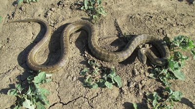 Двухметровые змеи захватывают жилые дома в Великобритании