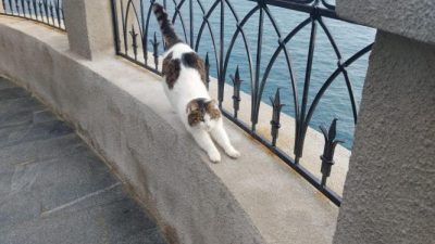 Кошка Муся выжила после падения с 40-метровой высоты из Ласточкиного гнезда (видео)