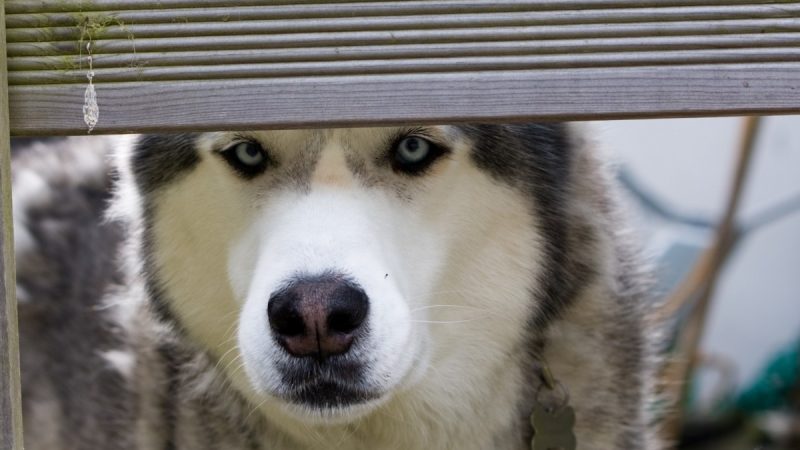 pxhere.com/СС0 | Epoch Times Россия