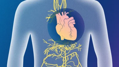 Активация блуждающего нерва: недооценённый метод улучшения работы сердца