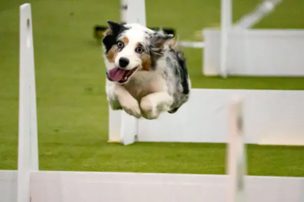 Собаки-спортсмены Вестминстерского шоу выложились на все сто