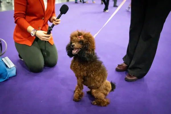 Собаки-спортсмены Вестминстерского шоу выложились на все сто
