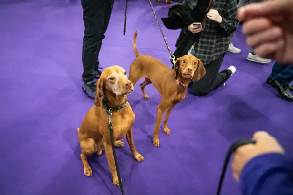 Собаки-спортсмены Вестминстерского шоу выложились на все сто