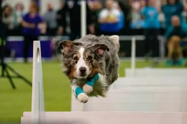 Собаки-спортсмены Вестминстерского шоу выложились на все сто