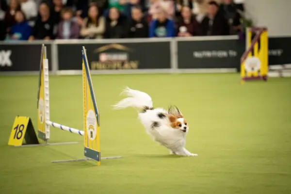 Собаки-спортсмены Вестминстерского шоу выложились на все сто