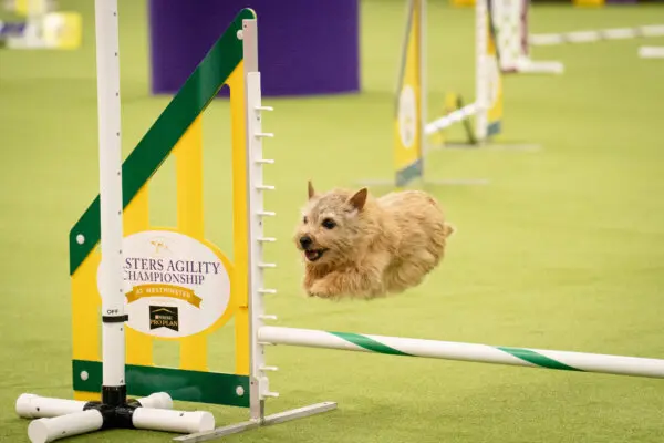 Собаки-спортсмены Вестминстерского шоу выложились на все сто