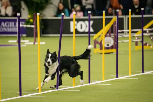 Собаки-спортсмены Вестминстерского шоу выложились на все сто