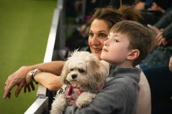 Собаки-спортсмены Вестминстерского шоу выложились на все сто