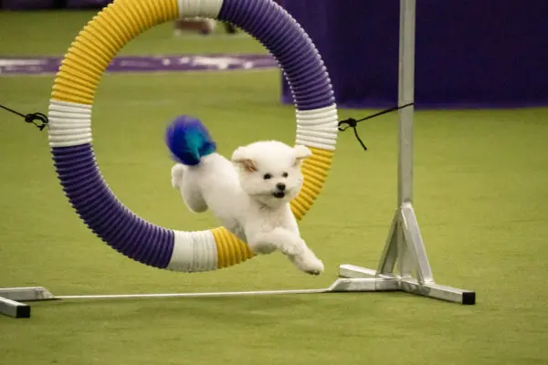 Собаки-спортсмены Вестминстерского шоу выложились на все сто