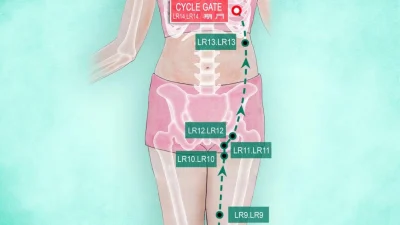 Акупунктура Ци Мэнь: восстановите здоровье печени