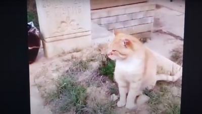 Дагестанский кот 7 лет прожил на могиле хозяина: история верности и борьбы за жизнь