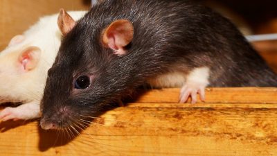 Видео с крысой на прилавке ТЦ Владивостока заинтересовало прокуратуру