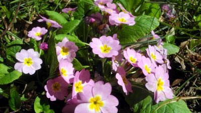 Красототерапия в Свирском ущелье — уникальный доступный маршрут (видео)