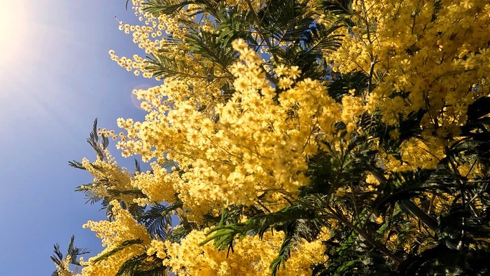 Водопады, изумрудные купели и первоцветы Крабового ущелья в Лазаревском