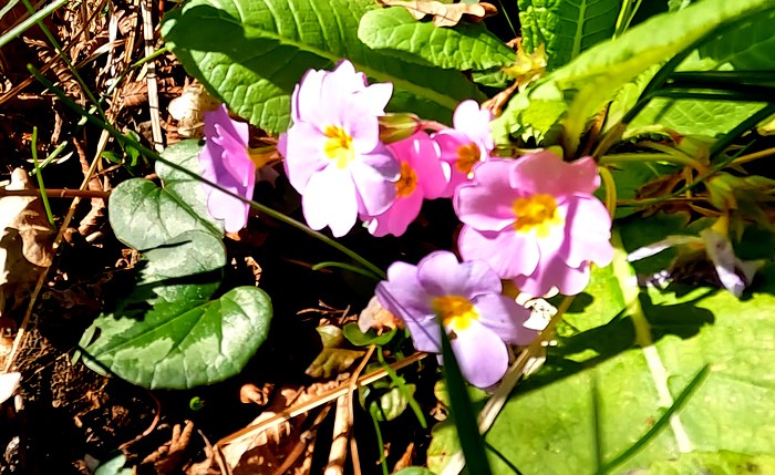 Водопады, изумрудные купели и первоцветы Крабового ущелья в Лазаревском