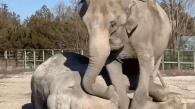 Слониха Магда прощается со своей подругой Дженни (видео)