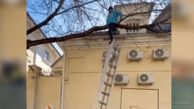 Спасатели Москвы сняли застрявшего на дереве незадачливого курьера (видео)