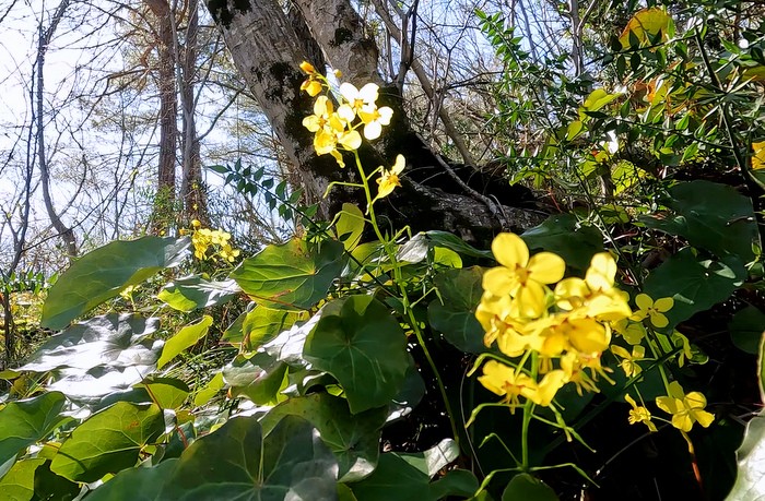 Водопады, изумрудные купели и первоцветы Крабового ущелья в Лазаревском