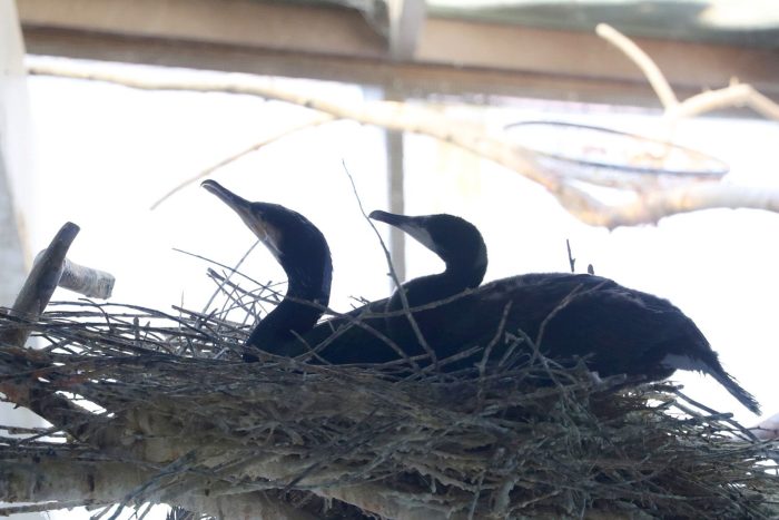 В Московском зоопарке родились пингвинята Гумбольдта и птенец баклана