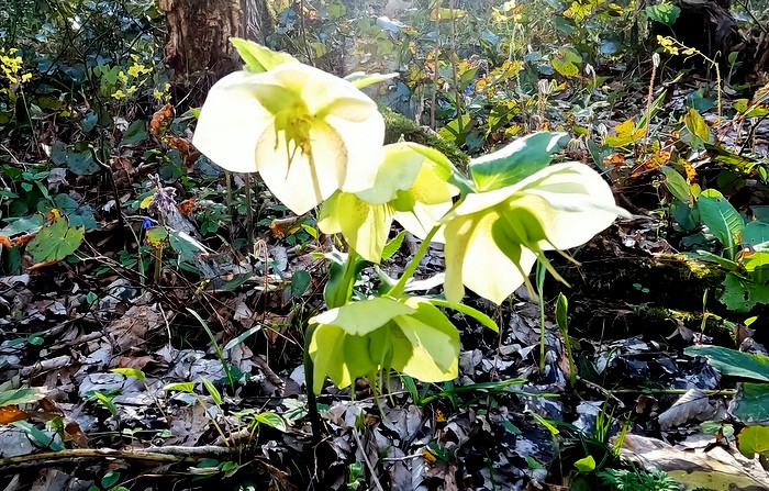 Водопады, изумрудные купели и первоцветы Крабового ущелья в Лазаревском